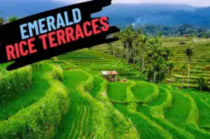Emerald Rice Terraces Bali